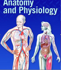 An Introduction to Anatomy and Physiology: Anatomical Position and