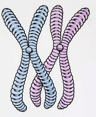 Chromosome pair