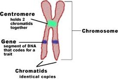 Describe and label a chromosome