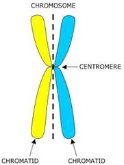 Draw what a chromosome looks like