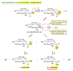 What is the mechanism for a glycoside formation?